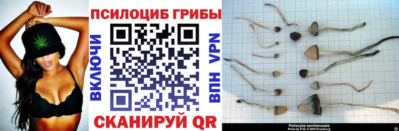 купить закладку  Химки  Галлюциногенные грибы GOLDEN TEACHER 